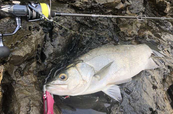 対馬の釣りの画像