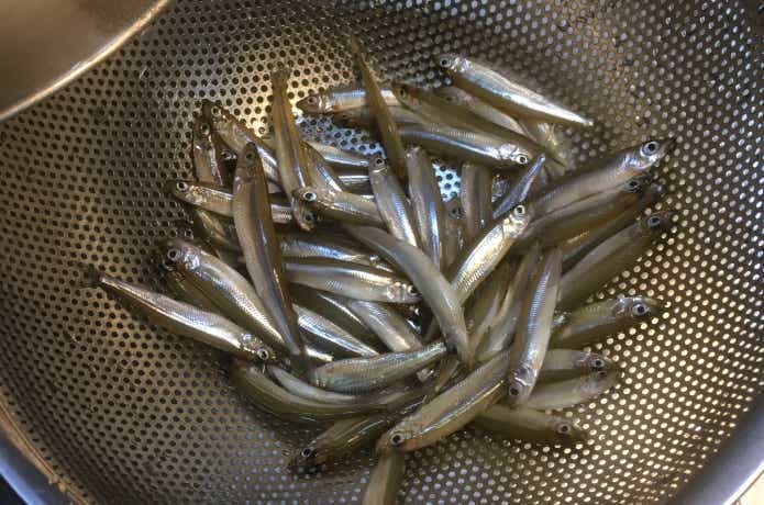 ワカサギ釣りの画像