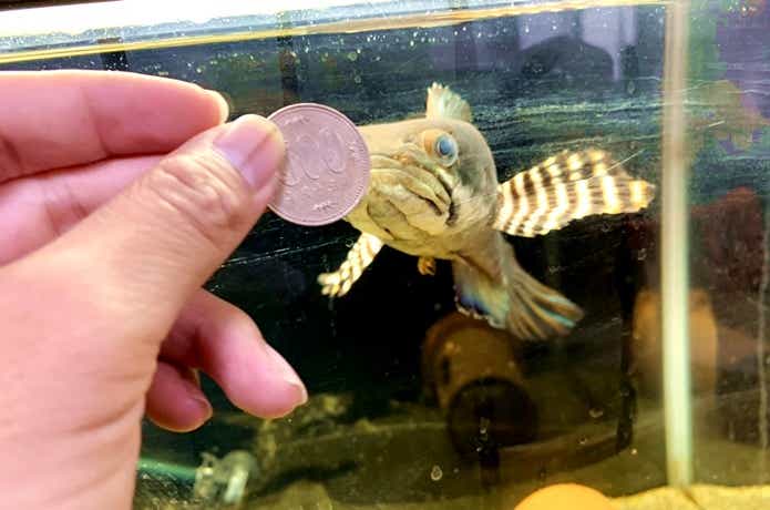 釣りや魚の噂