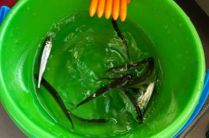 ワカサギ釣りの魚探おすすめ6選！ 持ち運べるコンパクトモデルを