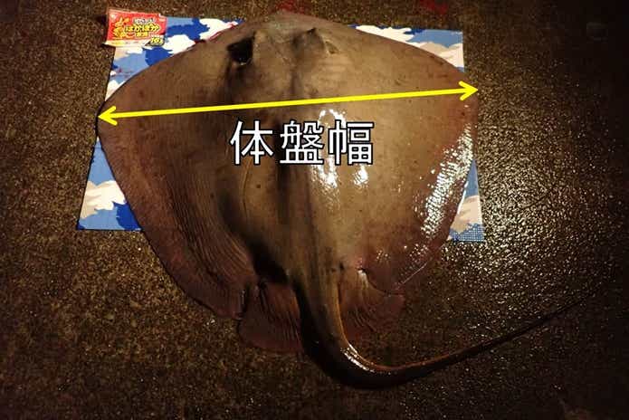 アカエイの画像