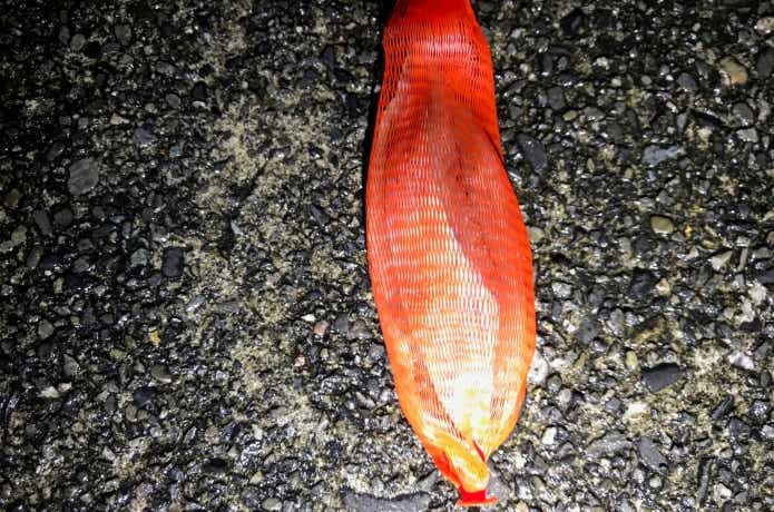 ワタリガニ釣りの画像