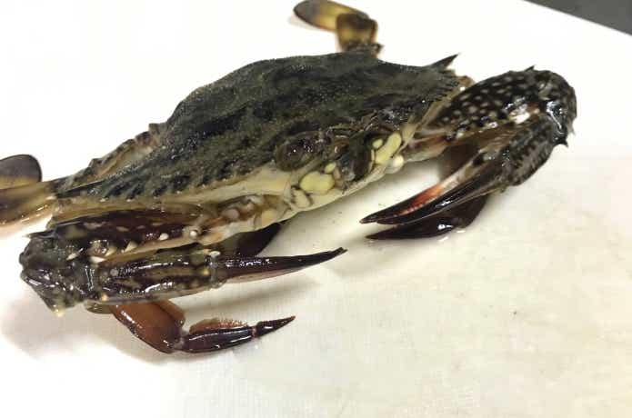 ワタリガニの画像