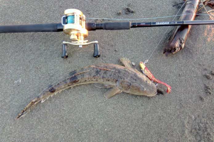 フラット ジャンキー ロデムの釣果