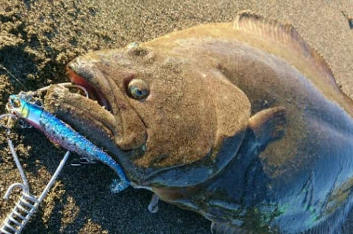 フラット ジャンキー ロデムの釣果