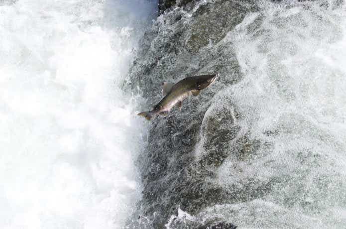カラフトマスの溯上