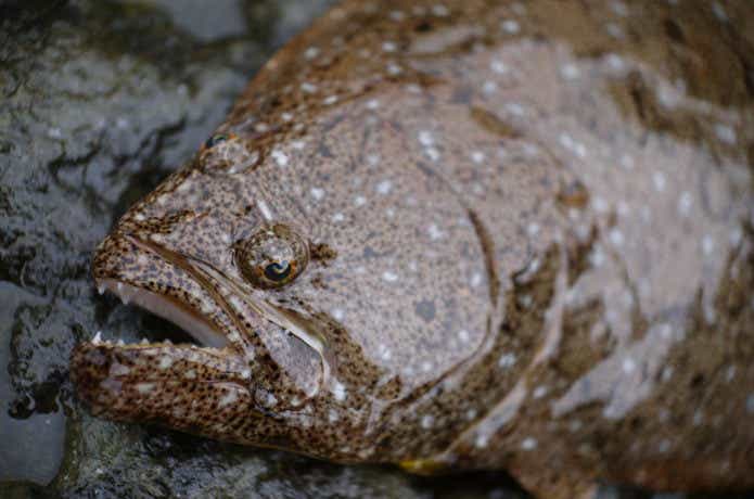 熱砂 スピンドリフトの釣果写真