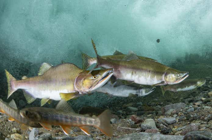 カラフトマスの分布