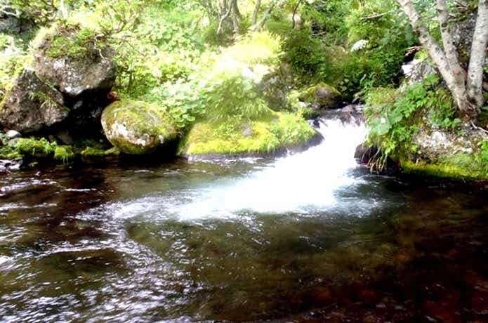 カラフトマスは川釣り禁止