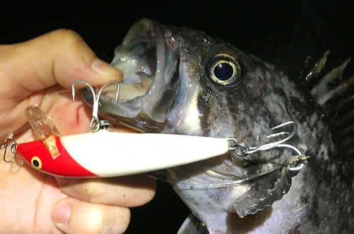 クロソイをルアーで釣る