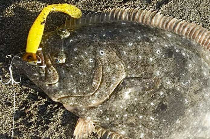 ヒラメ釣りの画像