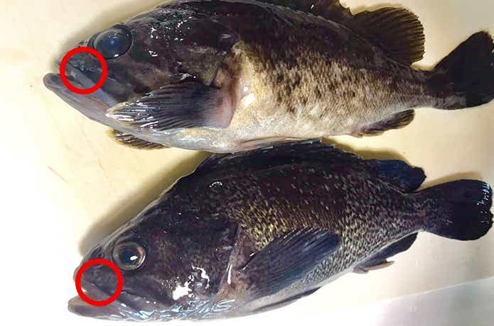 マゾイとクロソイの見分け方
