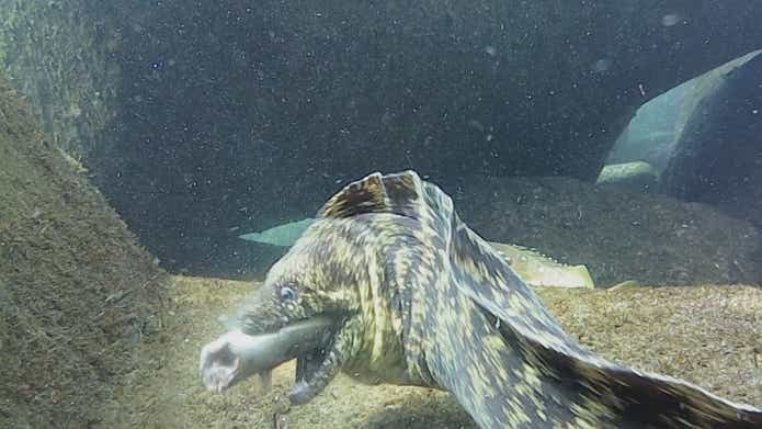 ウツボ 捕食