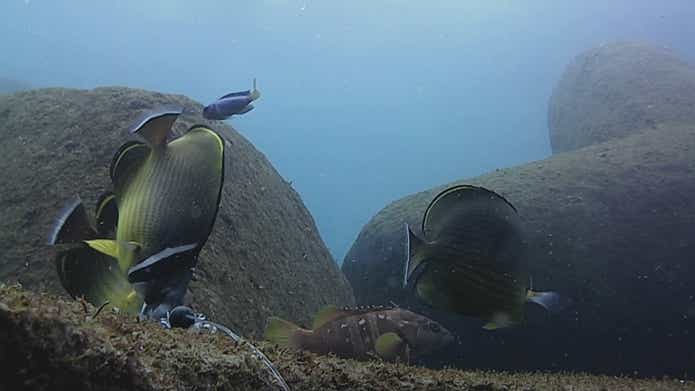 ウツボ 水中