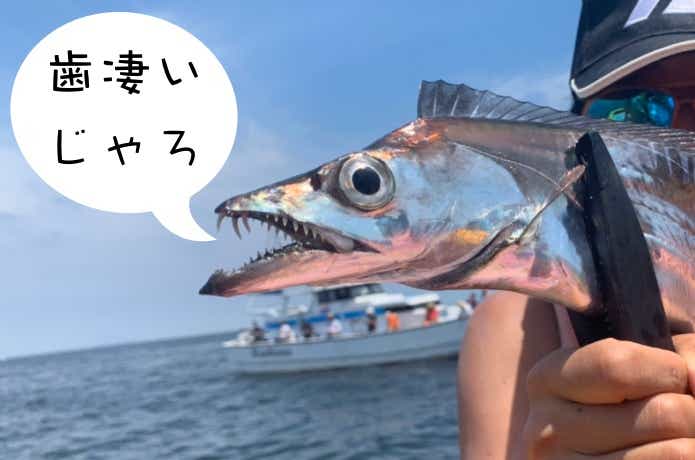 太刀魚の歯