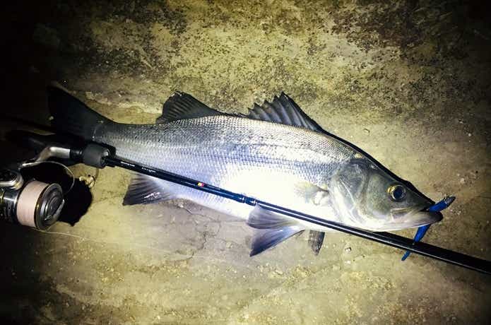 サラシがなくても簡単に釣れる！】対ヒラスズキ最強ルアーは〇〇