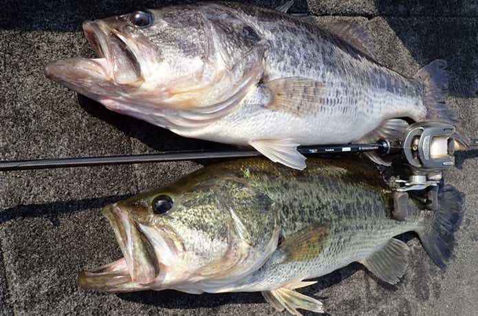 フロリダバスの釣果写真