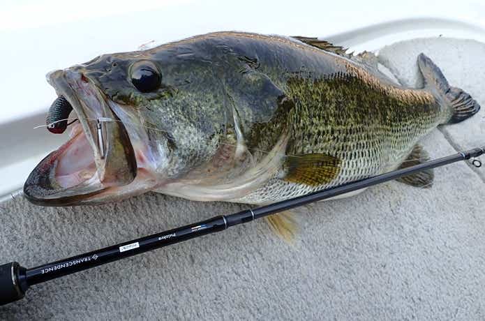 高比重ビッグワームの釣果