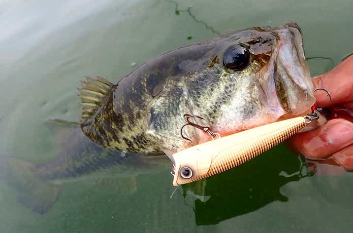 ポッパーの釣果