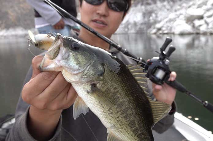 クランクベイト・ミノーの釣果