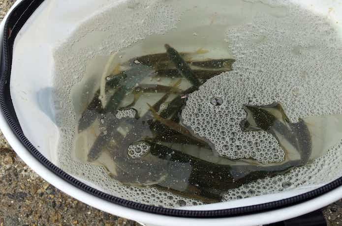 海上釣り堀の画像