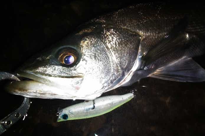 シーバスの釣果写真