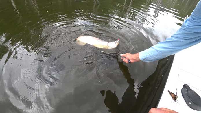 サザンサラトガ　釣り