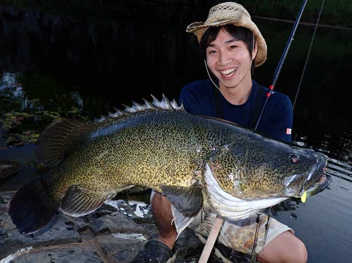 マーレーコッド】オセアニア最大の怪魚。めちゃめちゃ釣れる獰猛な魚だった！ | TSURI HACK[釣りハック]