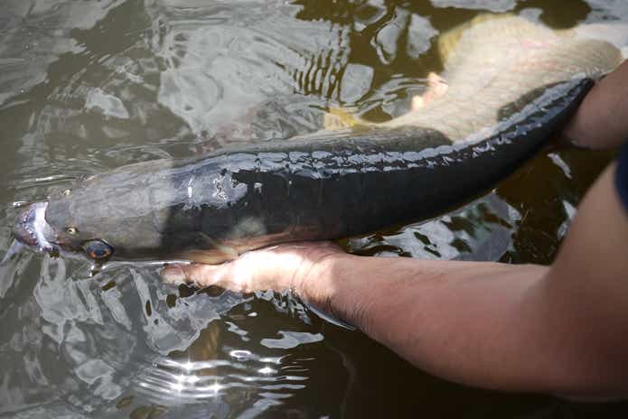 サザンサラトガ　釣り