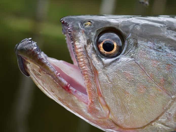 サザンサラトガ
