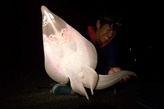 サカタザメ