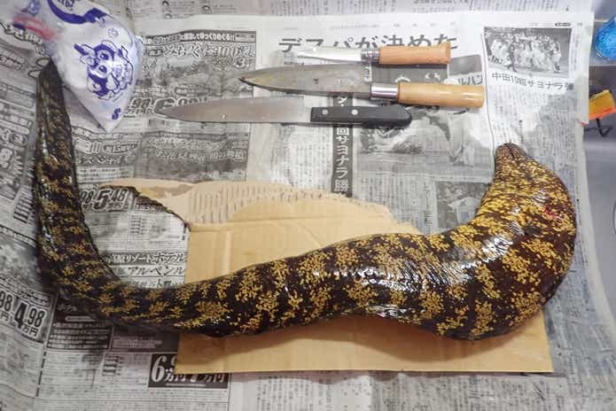 ウツボ さばく