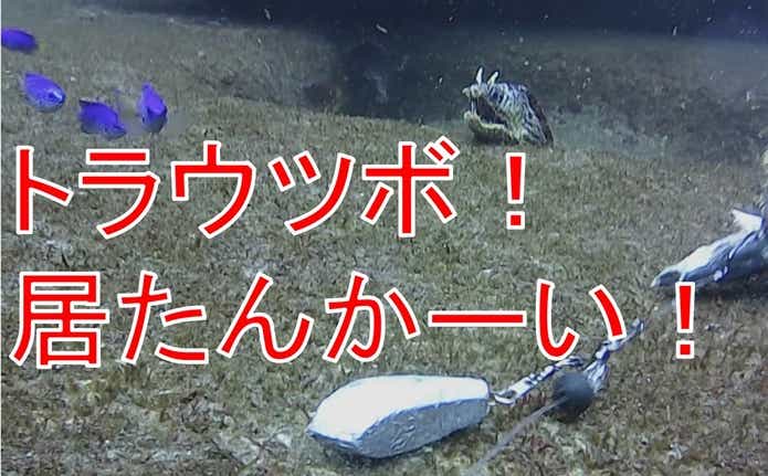 トラウツボ
