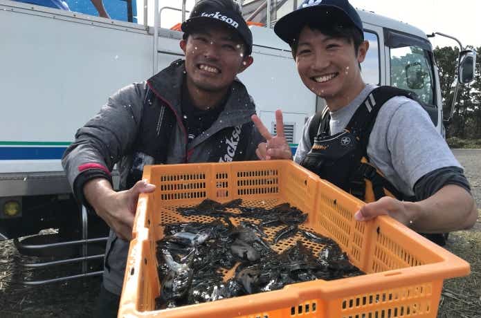 ヒラメの稚魚放流