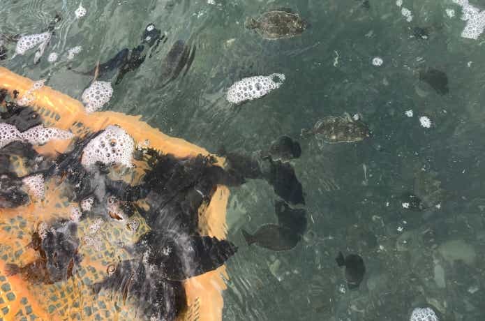 ヒラメの放流