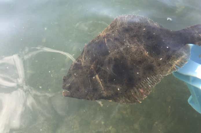 ヒラメの稚魚