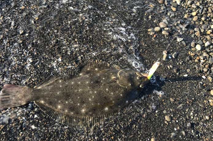 釣れたヒラメ