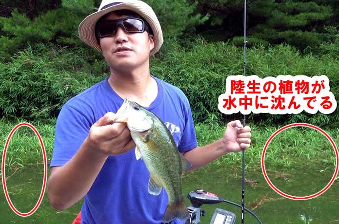 陸生の植物が水に沈んでいた