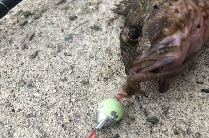 カサゴの餌の画像