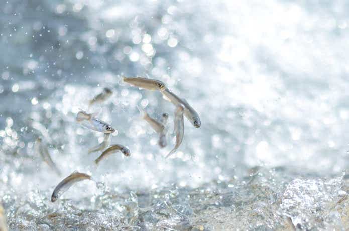 年魚のイメージ
