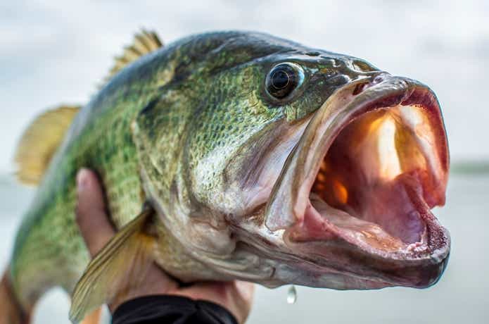 バスの釣果