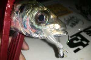 アジの釣果写真