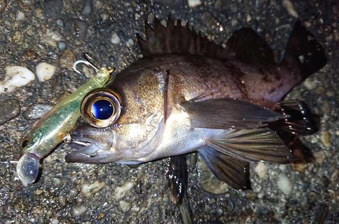 メバルの釣果写真