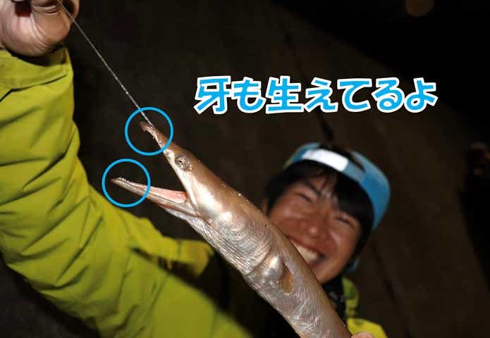 ダイナンウミヘビ