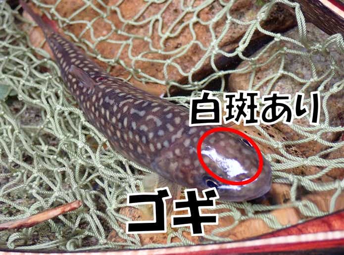 ゴギ