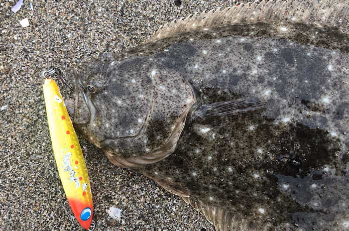 ヒラメの釣果