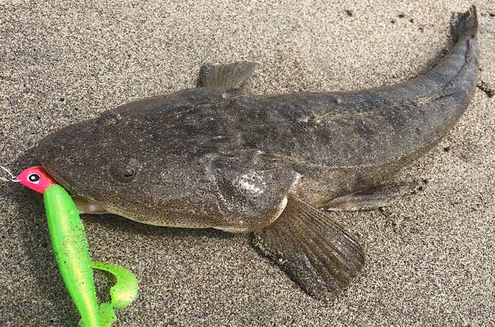 ワームで釣れたマゴチ