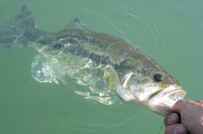 バスの釣果写真