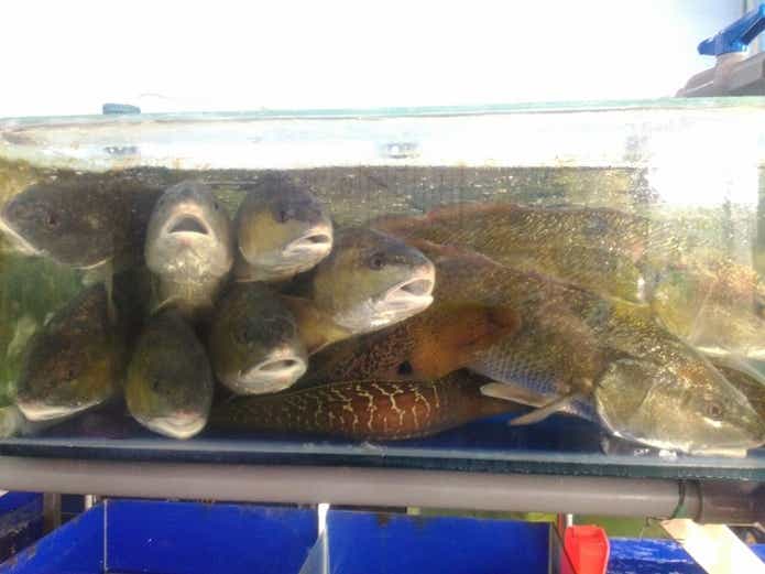 ベトナム　レッドドラム