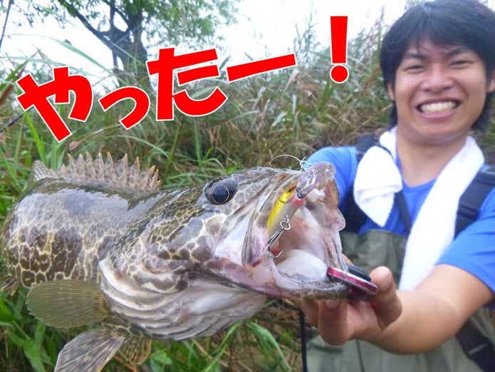コウライケツギョ